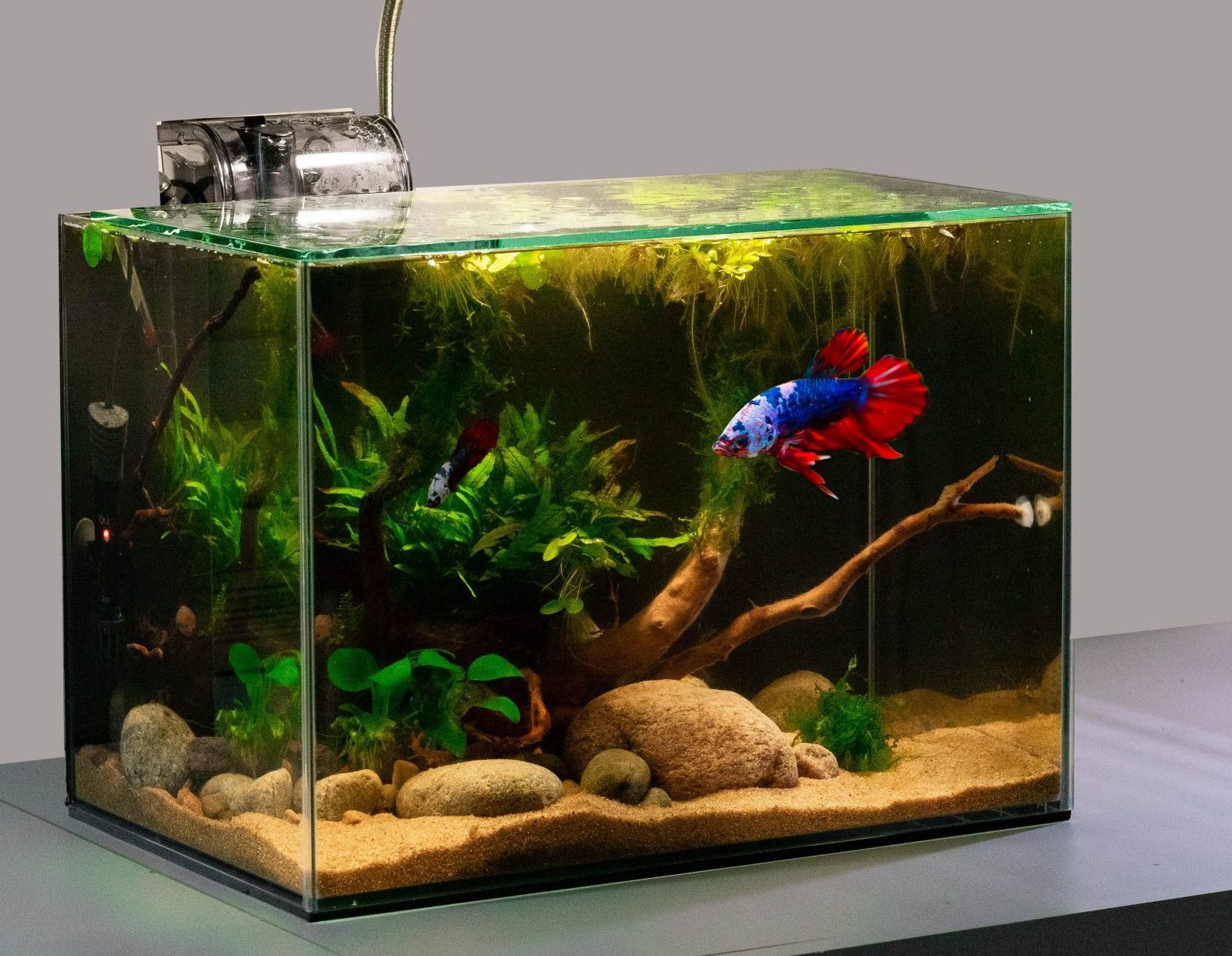 Betta Fish Tutorial: A Beginners Guide To Keeping a Betta Fish – Regis ...