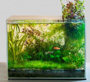 Building a Filterless Aquarium